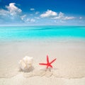 Starfish and seashell in tropical beach Royalty Free Stock Photo