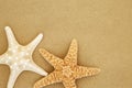 Starfish Seashells on Beach Sand Royalty Free Stock Photo