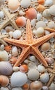 a mixture of starfish and shells on a beach Royalty Free Stock Photo
