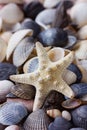 Starfish and seashells collection Royalty Free Stock Photo