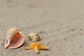 The starfish with seashells lie on a sand beach Royalty Free Stock Photo