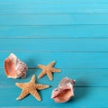 Beach seashore blue wood background seashells starfish square format Royalty Free Stock Photo