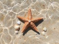 Starfish and seashells in shallow water Royalty Free Stock Photo