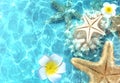 Starfish and seashells on the summer beach in sea water. Summer background. Summer time Royalty Free Stock Photo