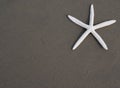 Starfish (seastar) Royalty Free Stock Photo