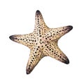 Starfish / Seastar isolated on white background. Royalty Free Stock Photo