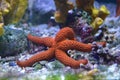 Starfish or Seastar