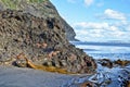 Starfish and seaweed attached to rock formation