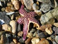 Starfish and seaweed.