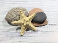 Starfish and several sea stones on a light background.