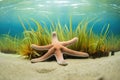 starfish in a shallow pool with sea grass