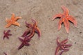 Starfish in Shallow Tide Pool Royalty Free Stock Photo