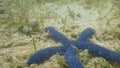 A starfish in the shallows of Kadavu Island in Fiji Royalty Free Stock Photo