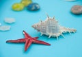 Starfish and shell. Blue blurred background. Vacation concept