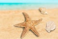Starfish Royalty Free Stock Photo