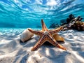 A starfish and a shell on the sand of a beach Royalty Free Stock Photo