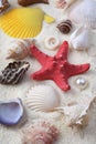 Starfish and shell on sand. Vertical background