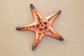 starfish shell on the sandy beach summer tropical concept. Royalty Free Stock Photo