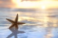 Starfish shell in the sea on sunrise background