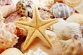 Starfish and shells Royalty Free Stock Photo