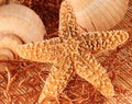 Starfish and shells Royalty Free Stock Photo