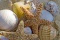 Starfish and shells on the beach Royalty Free Stock Photo