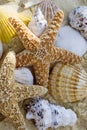 Starfish and shells on the beach Royalty Free Stock Photo