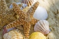 Starfish and shells on the beach Royalty Free Stock Photo