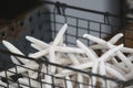 Starfish shells on display