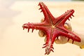 Starfish and shells on the Indian Ocean in Zanzibar. Summer photo. selective focus. nature in Africa.