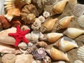 Starfish and shells