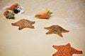Starfish and Shells on the sand