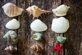 Starfish, shells, shell snails column on the old wooden table