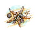 Starfish and shells on a summer beach in the sand Royalty Free Stock Photo