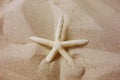 Starfish Royalty Free Stock Photo