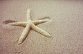 Starfish Royalty Free Stock Photo