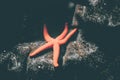 Starfish sleaping on a rock