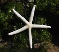 Starfish smorgasboard