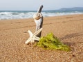 Starfish snail and moss is taking sunbath in the sand Royalty Free Stock Photo