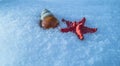 Starfish and snail shell in snow Royalty Free Stock Photo