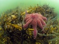 Starfish Soup - Sunstar and Brittlestars, Loch Sween.