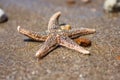 Starfish species Asterias rubens with shingle, view close-up on a coastal sea sand after the tide. The Bay of Biscay