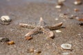 Starfish species Asterias rubens with shingle, view close-up on a coastal sea sand after the tide. The Bay of Biscay