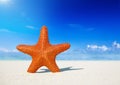 Starfish Standing on the Beach