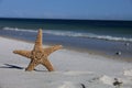 Starfish standing on the beach