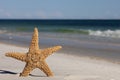 Starfish standing on the beach