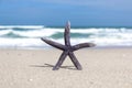 A Starfish Standing on Beach Sand