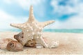 Starfish Royalty Free Stock Photo