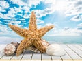 Starfish Royalty Free Stock Photo