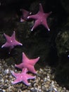 Starfish